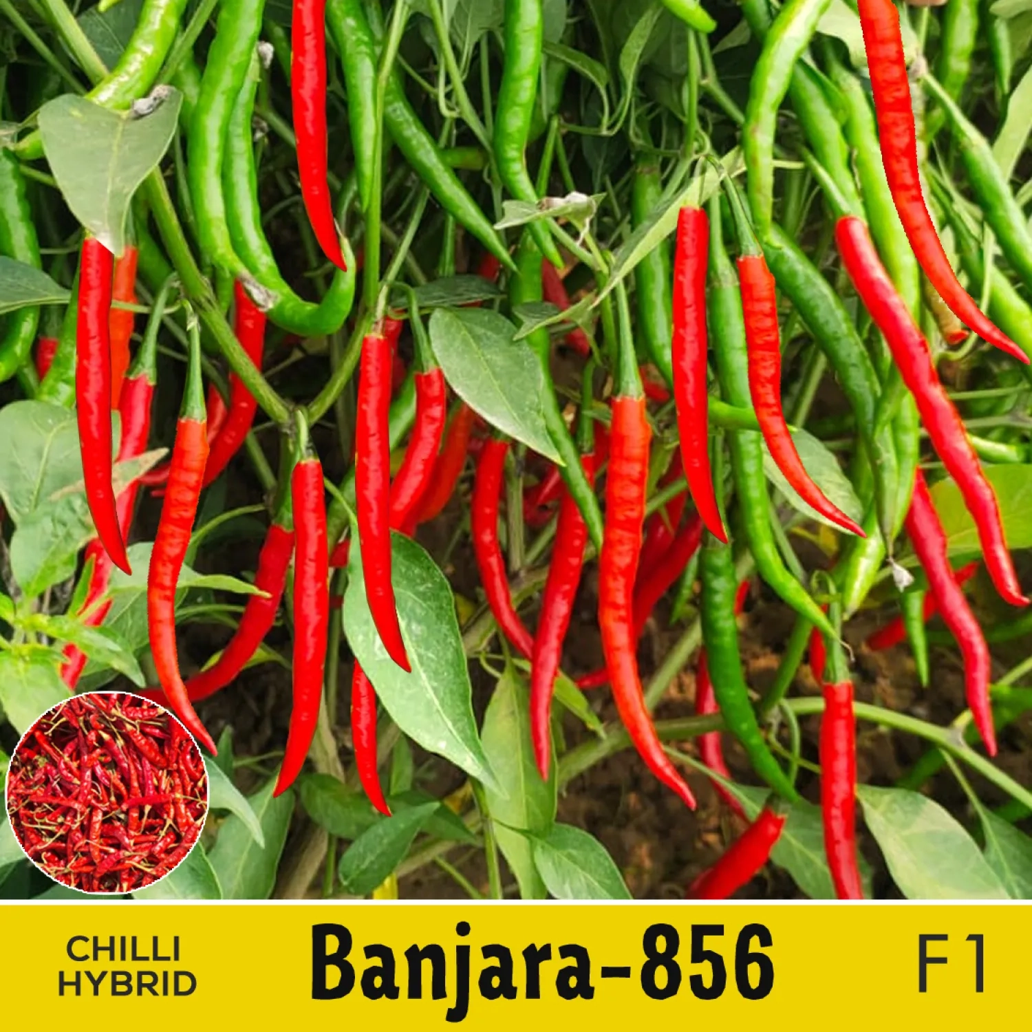 Banjara-856